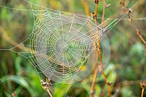 Spider web covered with the morning moss on the meadow in the morning.