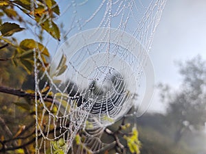 Pavučina pokrytá ranním mechem na louce ráno.