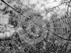 Spider web covered with the morning moss on the meadow in the morning.