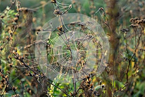 Spider web covered with the morning moss on the meadow in the morning.