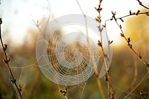 Spider web covered with the morning moss on the meadow in the morning.