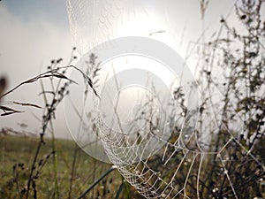 Spider web covered with the morning moss on the meadow in the morning.