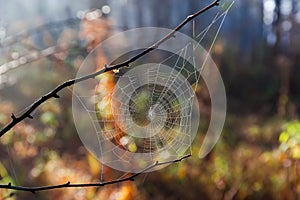 Spider web in autumn forest with dew, close-up