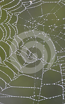 Spider web covered in water droplets