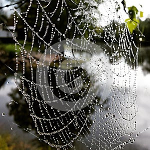 Spider web covered in water droplets with reflections in the river