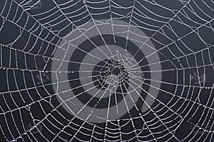 Spider Web Covered in Water Drops