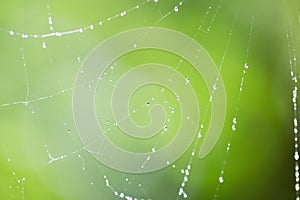 Spider on web covered by water drops, green background .