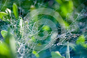 Spider web covering plants in deep forest