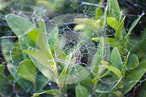 Spider web covering plants in deep forest