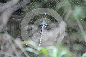 Spider on web creating pattern