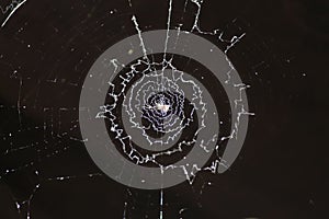 Spider web in dark background
