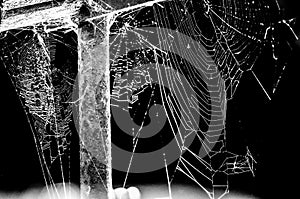 Spider web on a dark background