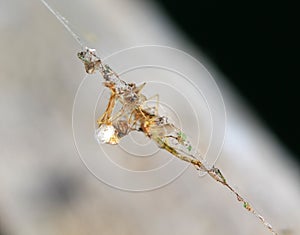 Spider web with dead insects,