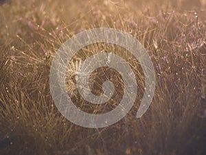 Spider web with spider in dense grass at sunrise