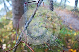 Spider web detail with a morning dew in forest