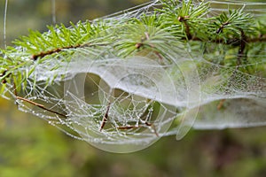 Spider web detail with a morning dew