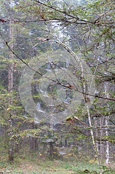 Spider web detail with a morning dew