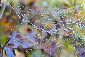 Spider web detail with a morning dew