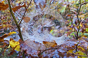 Spider web detail with a morning dew