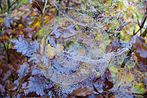 Spider web detail with a morning dew