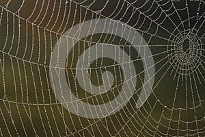 Spider web with dew