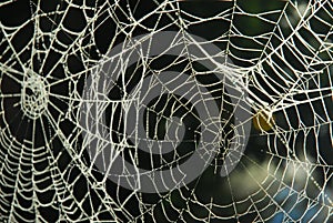 Spider web with dew