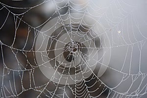 Spider web with dew