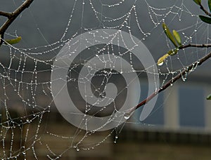 Spider web