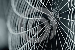 Spider Web With Dew Drops