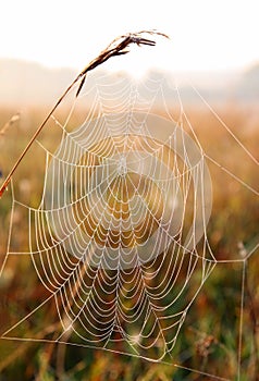 Spider web with dew drops