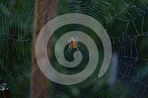 Spider on the web with dew drops