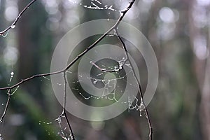 Spider web with dew drops