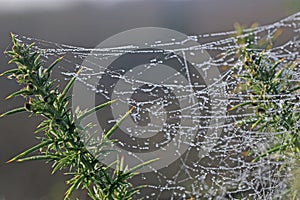 Spider web with dew drops