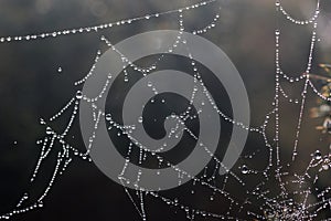 Spider web with dew drops