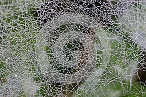 Spider web with dew drops