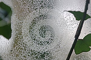 Spider web with dew drops