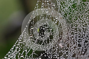 Spider web with dew drops