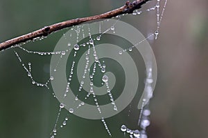 Spider web with dew drops