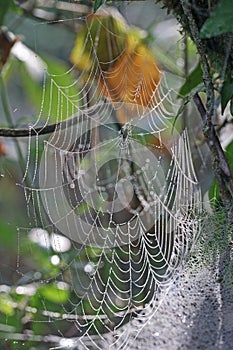 Spider web with dew drops