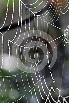 Spider web with dew drops