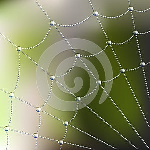 Spider web with dew drops