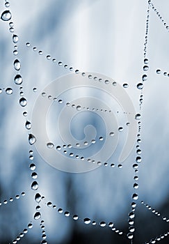 Spider web with dew drops