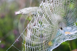 A spider on a web in dew drops