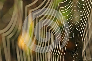 Spider web with dew drops