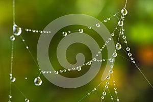 Spider Web Dew Drops