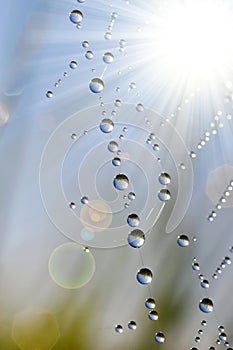 Spider web with dew drops