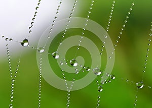 Spider web with dew drops