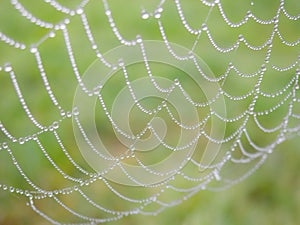 Spider Web with dew drops