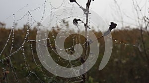 Spider web with dew drops