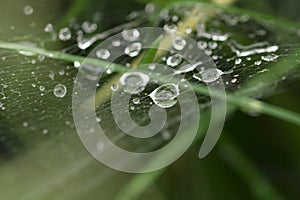 The spider web with dew drops. Abstract background